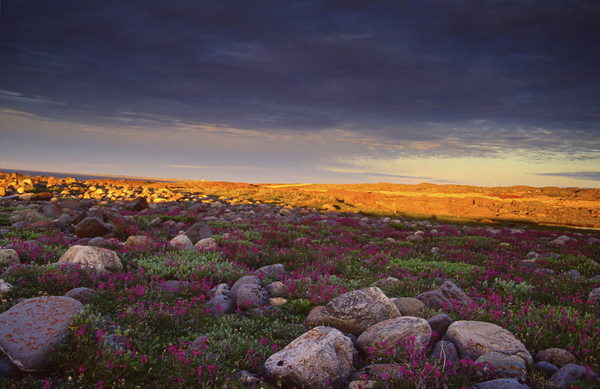 Tundra. 755 Jordens klimatzoner och vegetationsbaelten 2